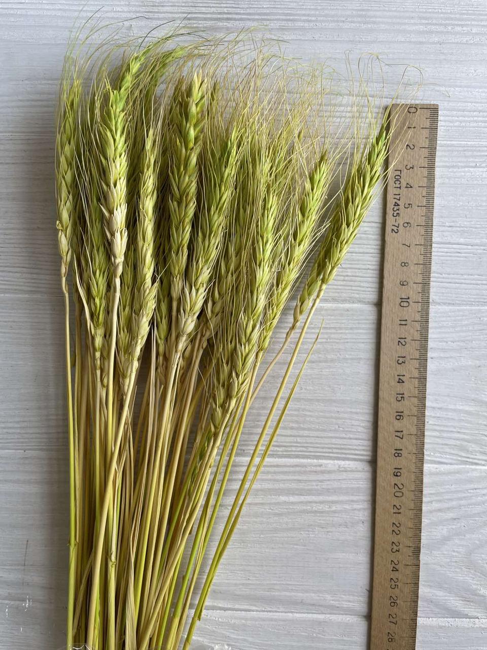 Колоски натуральные стабилизированные , желто - зеленые 55-60 шт (ID ...