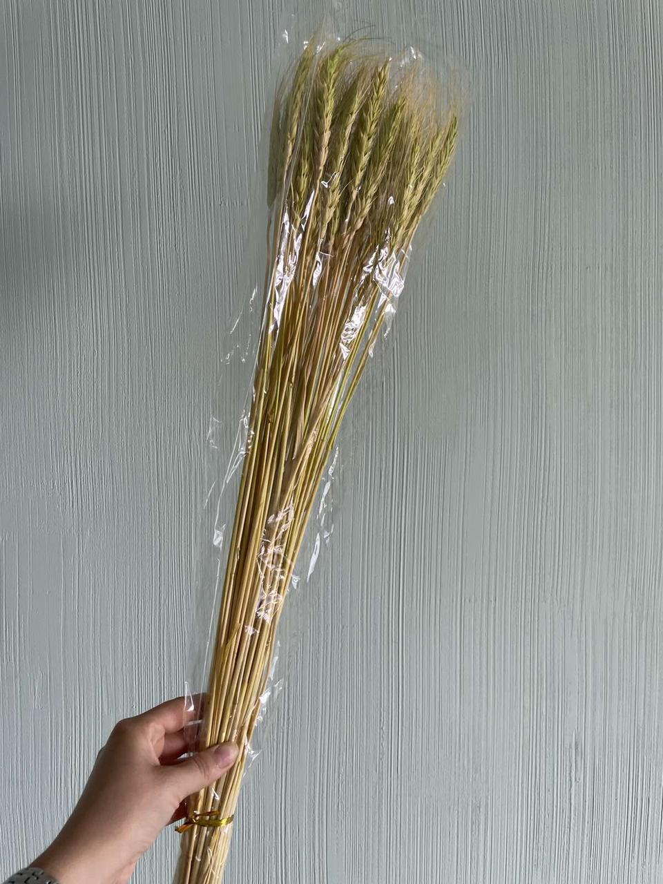 Колоски натуральные стабилизированные , желто - зеленые 55-60 шт (ID ...