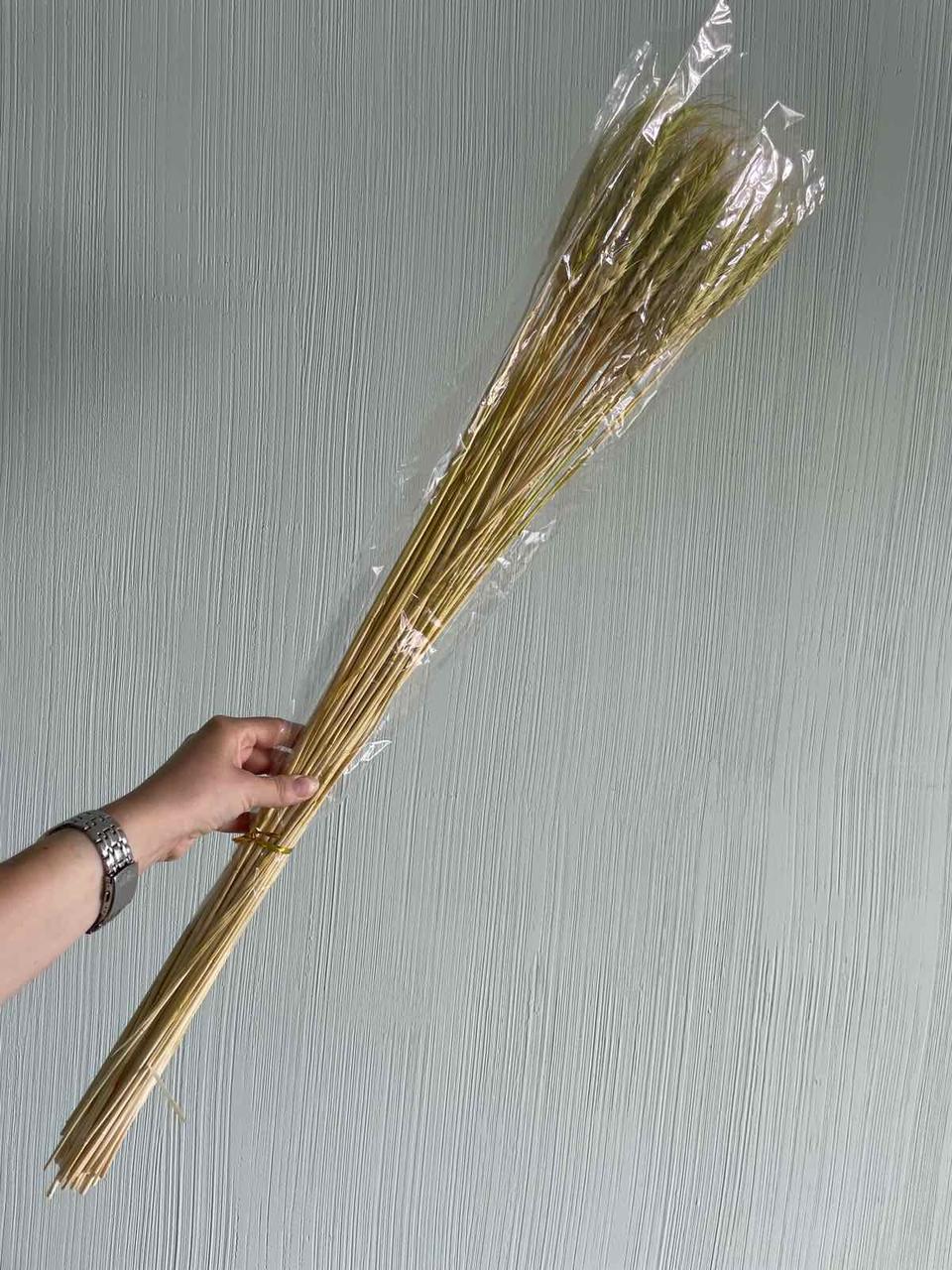 Колоски натуральные стабилизированные , желто - зеленые 55-60 шт (ID ...