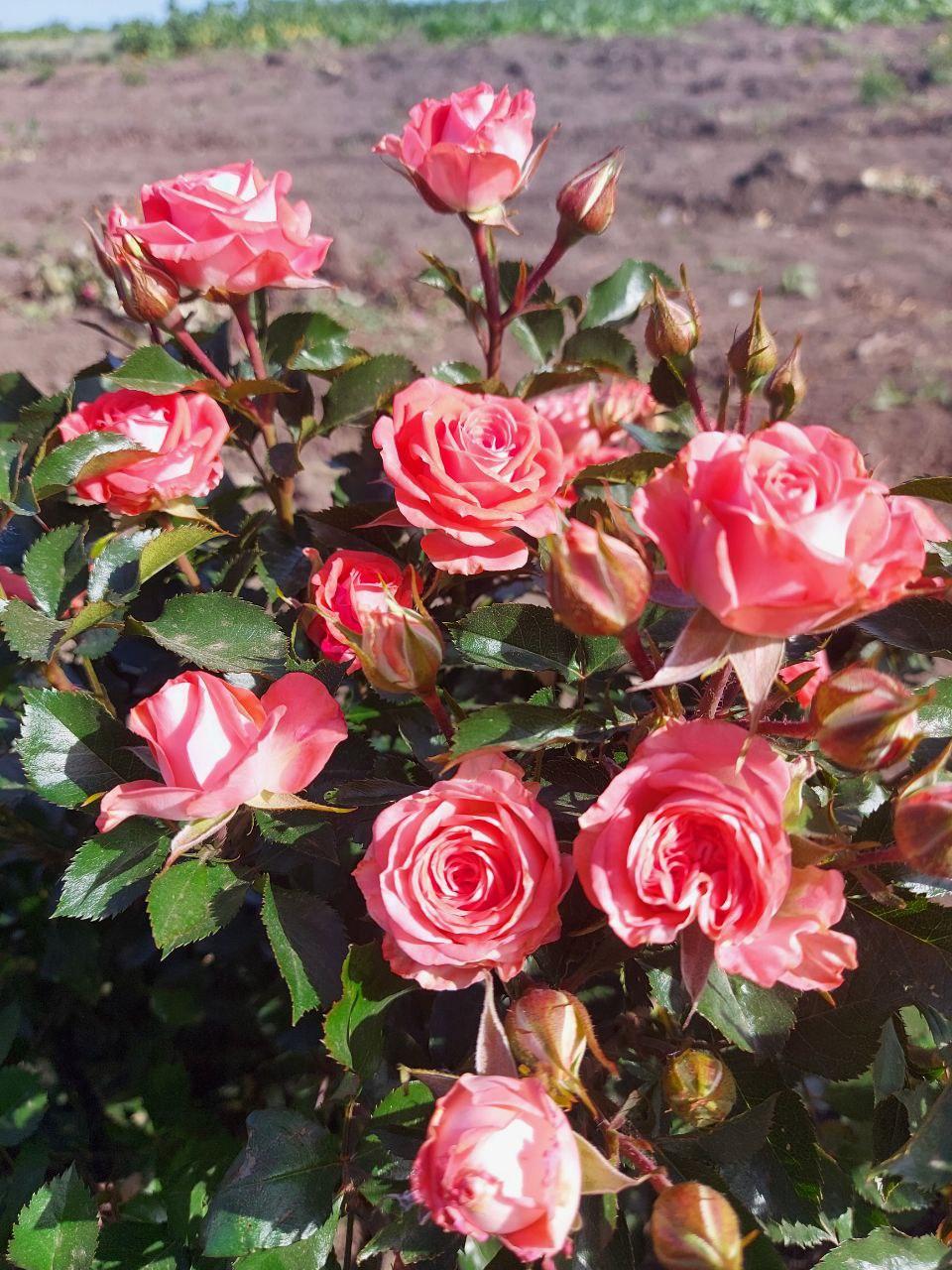 Троянда Лідія (Lydia), фото 1