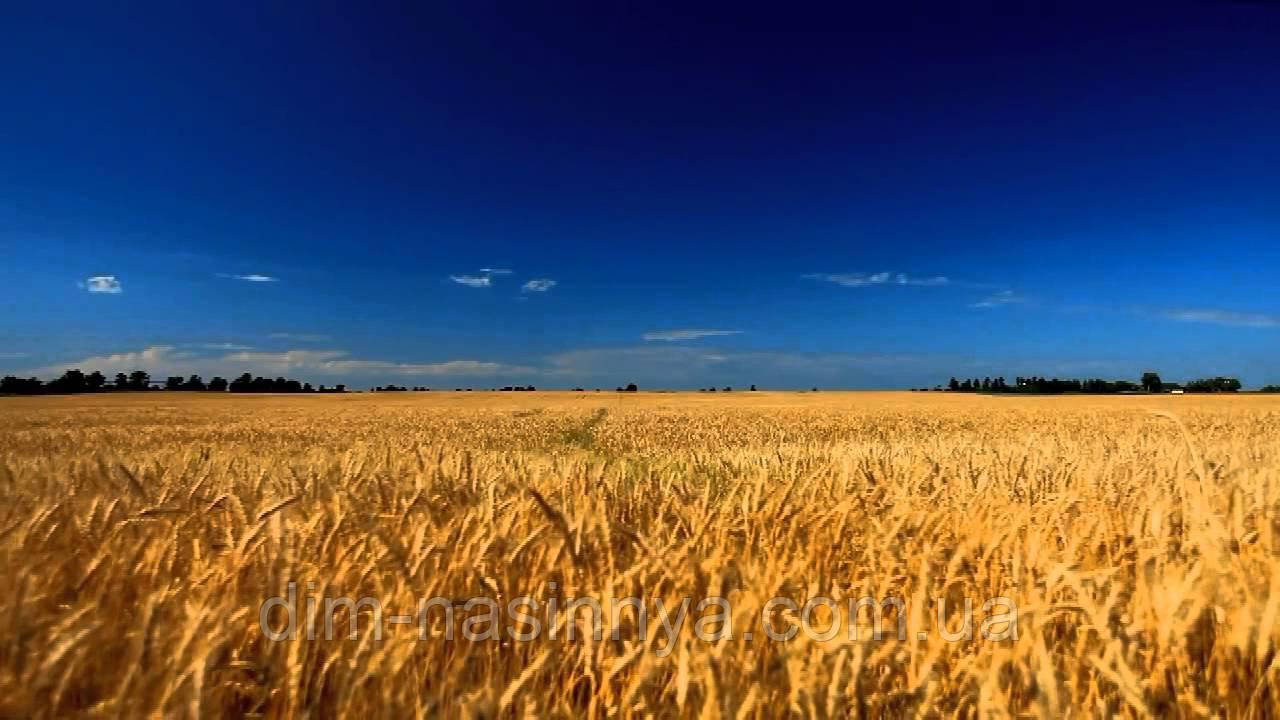 Насіння озима пшениця Ріверо, ранньостиглий, NPZ Lembke, фото 1