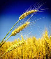 Насіння озимий трансгенний сорт пшениці Ошава, Канадська селекція, 25 кг