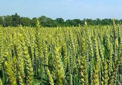 Насіння озима пшениця Фріскі, середньстиглий, еліта, Limagrain