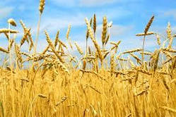 Насіння озима пшениця Авеню, ультраранній, еліта, Limagrain