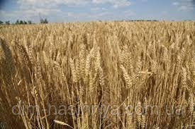 Насіння озима пшениця Аркеос, середньоранній, еліта, Limagrain, фото 1