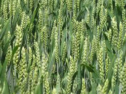 Насіння озима пшениця Дагмар, середньранній, еліта, Limagrain