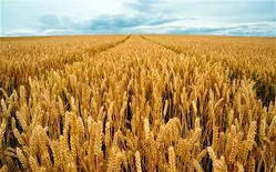 Насіння озима пшениця Мескаль, середньорання, еліта, Limagrain