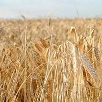 Насіння озима пшениця Борія, середньорання, еліта, Україна