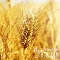 Насіння озима пшениця Щедрість Одеська, середньорання, еліта, Україна
