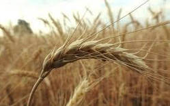 Насіння озима пшениця Октава Одеська,  ранньостигла, еліта, Україна