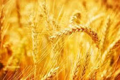 Насіння озима пшениця Пилипівка, середньоранній, еліта, Україна