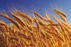 Насіння озима пшениця Богдана, середньостигла, еліта, Україна