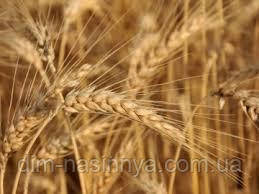 Насіння озима пшениця Епоха Одеська, середньорання, еліта, Україна, фото 1