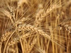 Насіння озима пшениця Епоха Одеська, середньорання, еліта, Україна