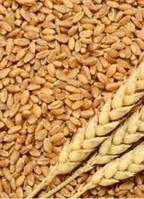 Насіння озима пшениця Тітона, середньорання, еліта, Україна