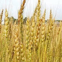 Насіння озима пшениця Мирлена, ранньостигла, еліта, Україна