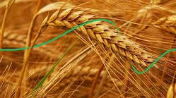 Насіння озима пшениця Астарта, середньостигла, еліта, Україна