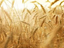 Насіння озима пшениця Фаворитка, средньостигла, еліта, Україна