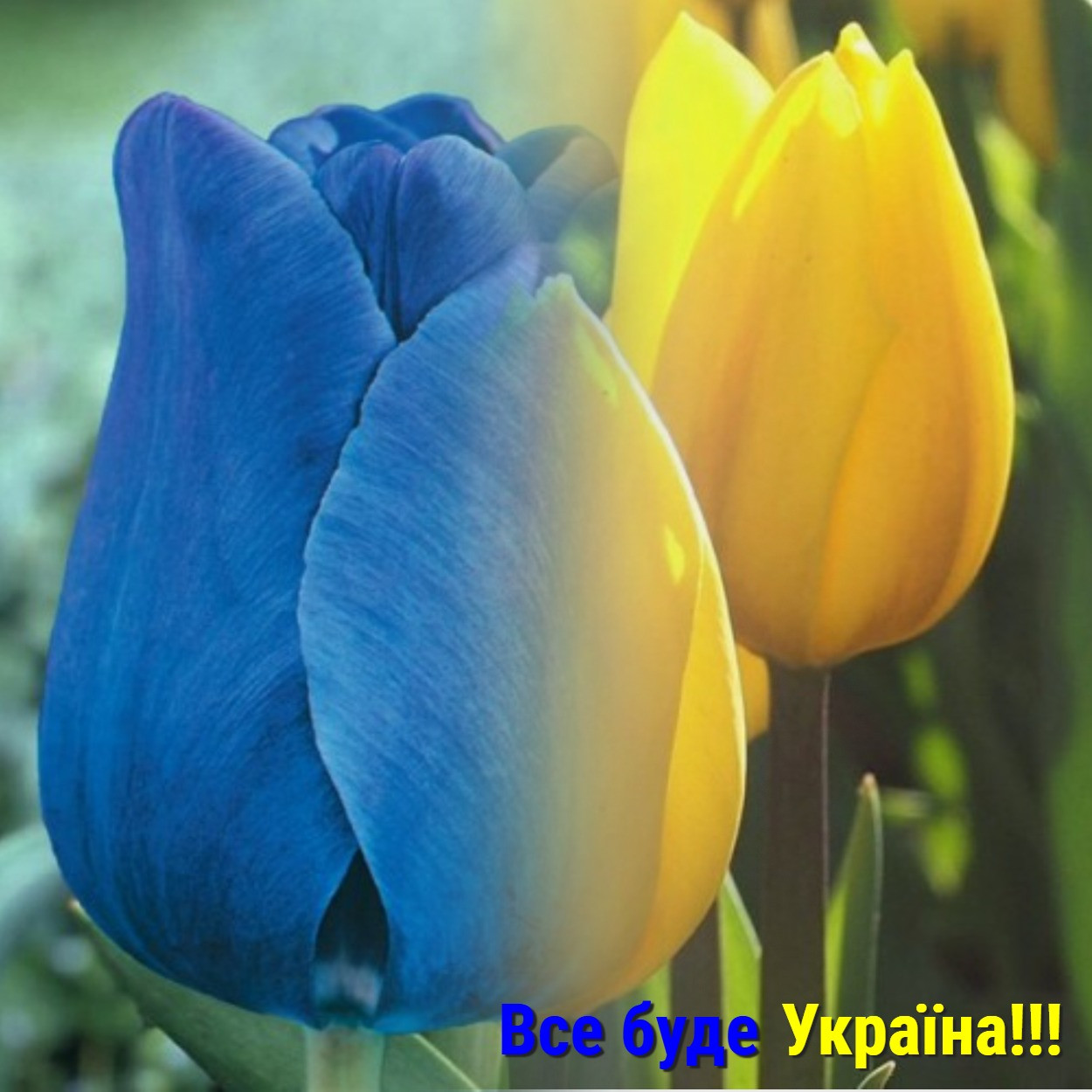 Луковиці тюльпанів тріумф "Все буде УКраїна!!" 60 шт
