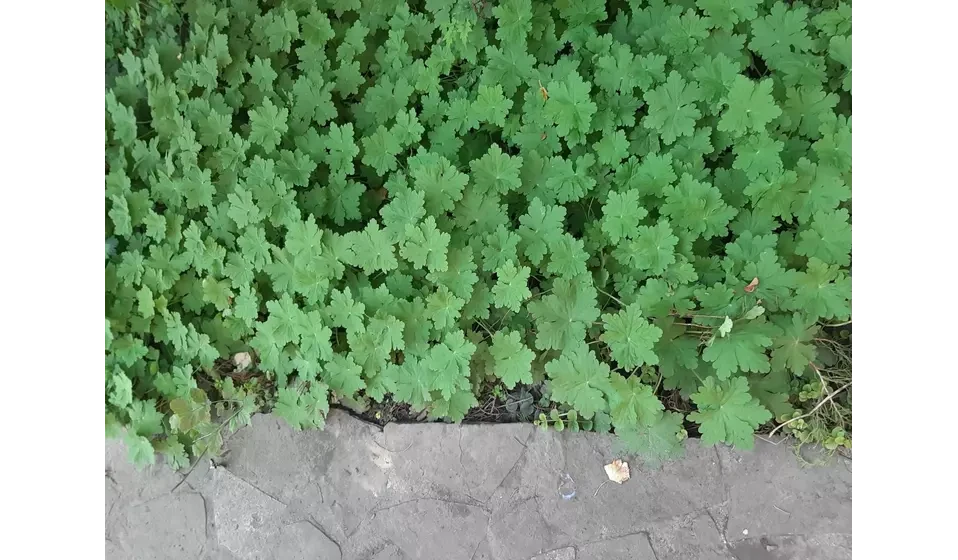 Саженцы уличной герани, почвопокровное растение 3шт - фото 4 - id-p1579963511