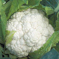 Насіння кольорової капусти Опал F1 (1000 сем.) Rijk Zwaan