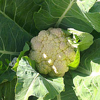 Майбах F1 (50 нас.) насіння цвітної капусти Clause