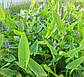 Понтедерія серцеподібна — Pontederia cordata доросла рослина, фото 5