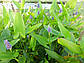 Понтедерія серцеподібна — Pontederia cordata доросла рослина, фото 3