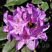 Рододендрон Боурзалт / С5 / Rhododendron Boursault, фото 5