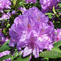 Рододендрон Боурзалт / С5 / Rhododendron Boursault, фото 3