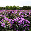 Рододендрон Боурзалт / С5 / Rhododendron Boursault, фото 7