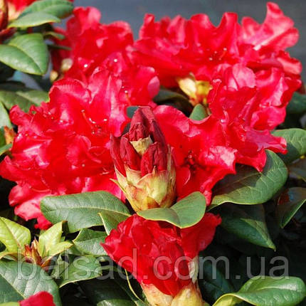 Рододендрон Скарлет Вондер / С5 / Rhododendron Scarlet Wonder, фото 3