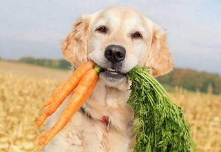 Вітаміни і харчові добавки для собак