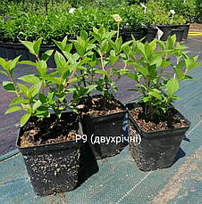 Гортензія Скайфолл (Hydrangea pan. Skyfall) Р9, фото 3