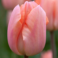 Цибулини тюльпанів тріумф Apricot Beauty 10/11 30 шт
