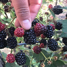 Саджанці ожини сорт Relevant PBR 2 річні, конт. 3 л