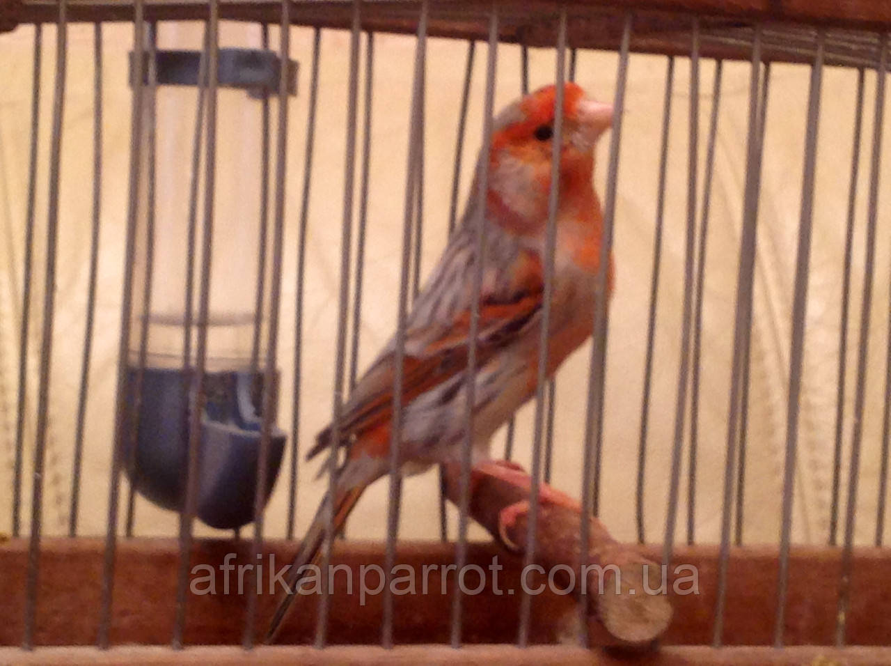 Кенар - Красный Агат (Блэк мозай ) - фото 4 - id-p267461214