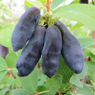 Саджанці жимолості Blue Banana 1 річні, конт. P9, фото 3