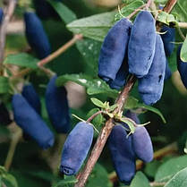 Саджанці жимолості Blue Banana 1 річні, конт. P9, фото 4