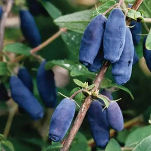 Жимолость сорт Blue Banana, in vitro (напівупакована), фото 2