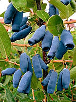Саджанці жимолості Blue Banana 1 річні, конт. P9, фото 5