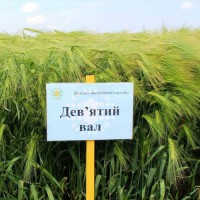 Насіння озимого ячменю Дев'ятий вал, середньостиглий, еліта, Україна, фото 1