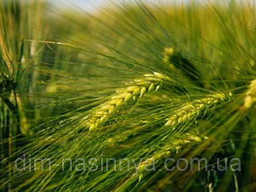 Насіння озимого ячменю Герлах, середньостиглий, еліта, Limagrain, фото 1