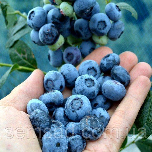 Лохина Елізабет \ Vaccinium corymbosum ( саджанці 2 роки) 1,5л Новинка