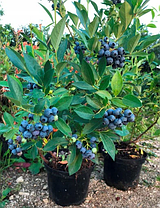 Лохина Сієрра \ Vaccinium corymbosum 'Sierra' ( саджанці 4 роки) Новинка, фото 4