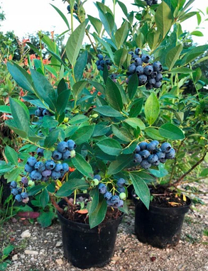 Лохина Хана Чойс \ Vaccinium corymbosum hannah's Choice ( саджанці 4 роки) 5л Новинка, фото 3