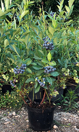 Лохина Хана Чойс \ Vaccinium corymbosum hannah's Choice ( саджанці 4 роки) 5л Новинка, фото 4
