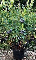 Лохина "Герберт" \ Vaccinium corymbosum 'Herbert' ( саджанці 4 роки), фото 3