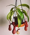 НЕПЕНТЕС АЛАТА / NEPENTHES ALATA, фото 2