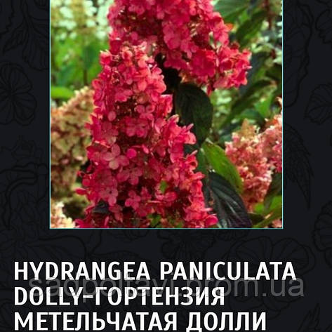 Гортензія Доллі (Hydrangea paniculata Dolly) в конт.Р9, фото 2